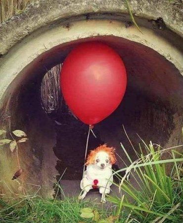 pennywise_dog.jpg