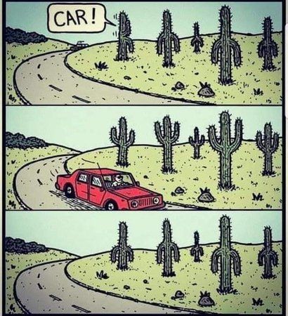 cactus.jpg