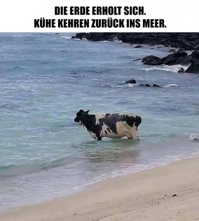 cow.jpg