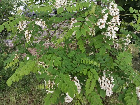 2020-05-09_Die-Natur-sucht-sich-ihren-Weg-10.jpg