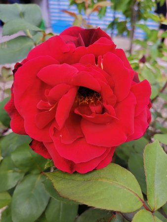 2020-05-20_unsere-Rose_01.jpg