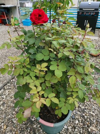 2020-05-20_unsere-Rose_03.jpg