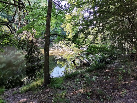 2020-07-23_Morgendlicher-Spaziergang-am-Burbacher-Waldweiher_02.jpg