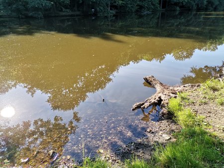 2020-07-23_Morgendlicher-Spaziergang-am-Burbacher-Waldweiher_03.jpg