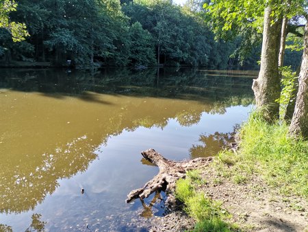 2020-07-23_Morgendlicher-Spaziergang-am-Burbacher-Waldweiher_04.jpg