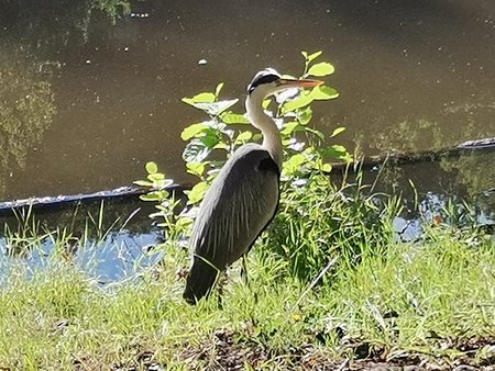 2020-07-23_Morgendlicher-Spaziergang-am-Burbacher-Waldweiher_06.jpg