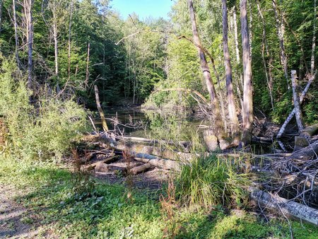 2020-07-23_Morgendlicher-Spaziergang-am-Burbacher-Waldweiher_07.jpg