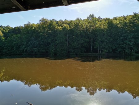 2020-07-23_Morgendlicher-Spaziergang-am-Burbacher-Waldweiher_09.jpg