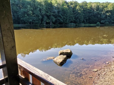 2020-07-23_Morgendlicher-Spaziergang-am-Burbacher-Waldweiher_10.jpg