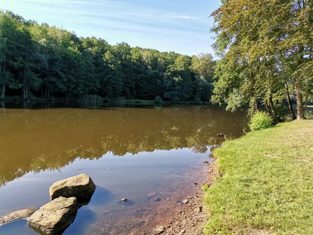 2020-07-23_Morgendlicher-Spaziergang-am-Burbacher-Waldweiher_11.jpg