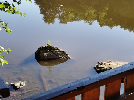 2020-07-23_Morgendlicher-Spaziergang-am-Burbacher-Waldweiher_12.jpg