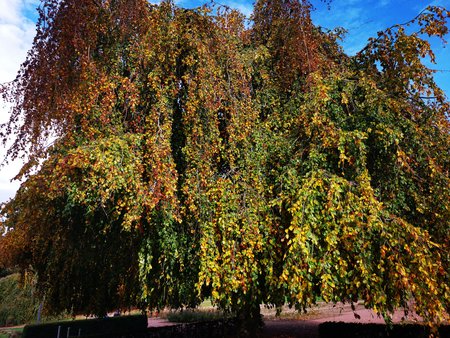 2020-10-26_Spaziergang-im-Deutsch-Franzoesischen-Garten_01.jpg