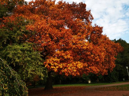 2020-10-26_Spaziergang-im-Deutsch-Franzoesischen-Garten_05.jpg