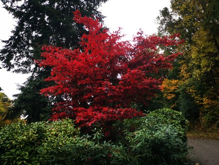 2020-10-26_Spaziergang-im-Deutsch-Franzoesischen-Garten_36.jpg