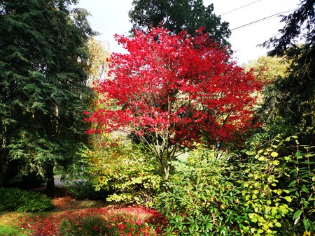 2020-10-26_Spaziergang-im-Deutsch-Franzoesischen-Garten_44.jpg