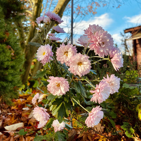 Garten Astern.jpg