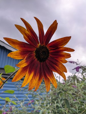 IMG_MJL_☣️-Sharp-&-Natural-🍀_20200908 rote Sonnenblume_151744108.jpg