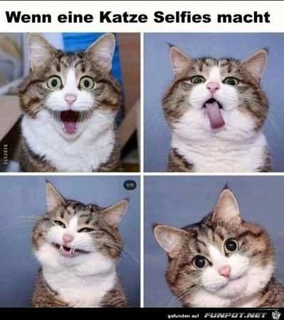 Wenn_eine_Katze_Selfis_macht.jpg