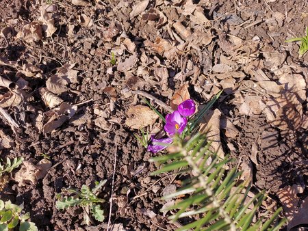 2021-03-06_die-ersten-Blumen-in-Nachbars-Garten_01.jpg