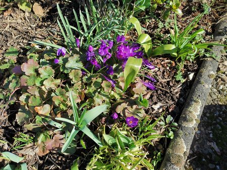 2021-03-06_die-ersten-Blumen-in-Nachbars-Garten_03.jpg