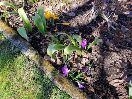 2021-03-06_die-ersten-Blumen-in-Nachbars-Garten_04.jpg