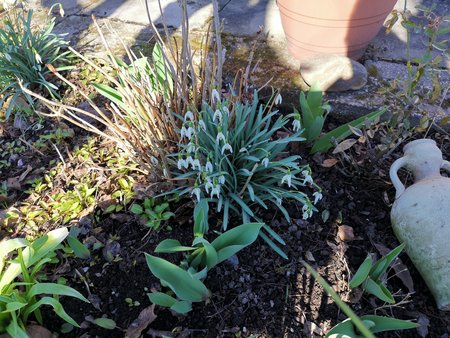 2021-03-06_die-ersten-Blumen-in-Nachbars-Garten_06.jpg