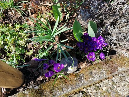 2021-03-06_die-ersten-Blumen-in-Nachbars-Garten_07.jpg