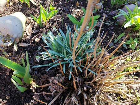 2021-03-06_die-ersten-Blumen-in-Nachbars-Garten_08.jpg