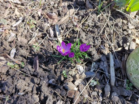 2021-03-06_die-ersten-Blumen-in-Nachbars-Garten_10.jpg