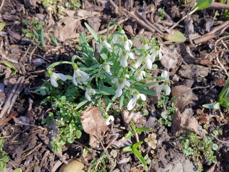 2021-03-06_die-ersten-Blumen-in-Nachbars-Garten_11.jpg