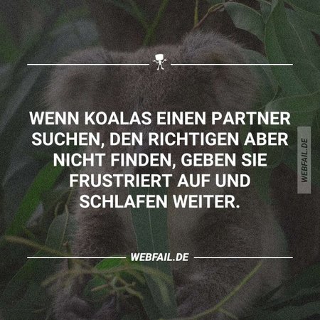 koalapennt.jpg