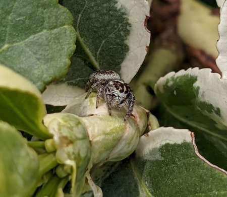 Springspinne photo_2021-04-10_18-24-24.jpg