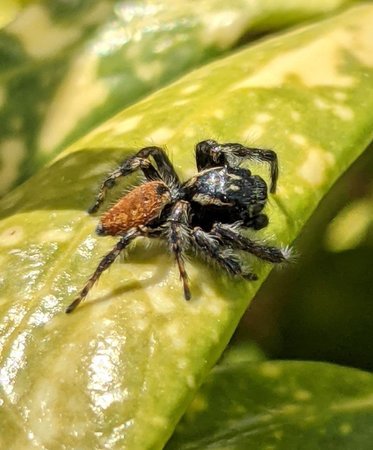 Springspinne photo_2021-04-09_14-05-09.jpg