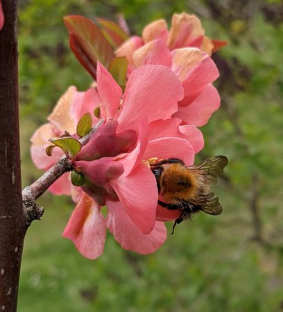 Hummel in Blüte Zierquitte photo_2021-04-18_15-31-13.jpg