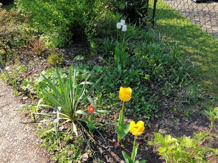 21-05_Es-gruent-und-blueht-in-Nachbars-Garten_03.jpg