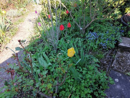 21-05_Es-gruent-und-blueht-in-Nachbars-Garten_04.jpg