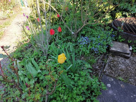 21-05_Es-gruent-und-blueht-in-Nachbars-Garten_05.jpg