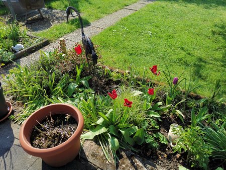 21-05_Es-gruent-und-blueht-in-Nachbars-Garten_10.jpg