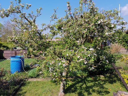 21-05_Es-gruent-und-blueht-in-Nachbars-Garten_14.jpg