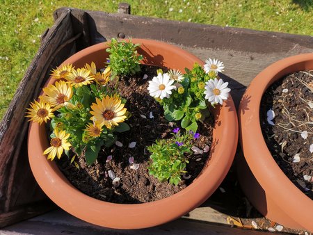 21-05_Es-gruent-und-blueht-in-Nachbars-Garten_16.jpg