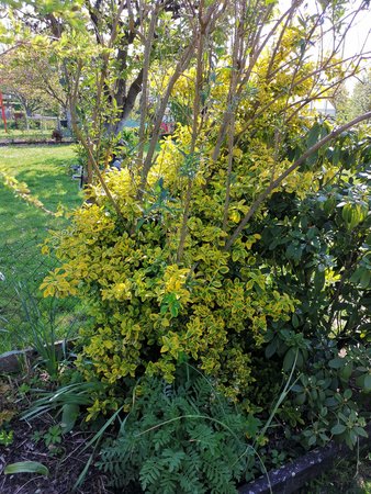 21-05_Es-gruent-und-blueht-in-Nachbars-Garten_23.jpg