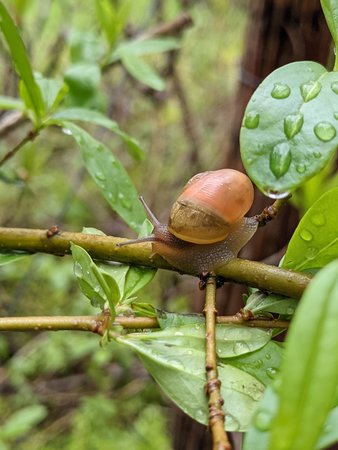 PXL_20210511_115023115.PORTRAIT_Schnecke.jpg