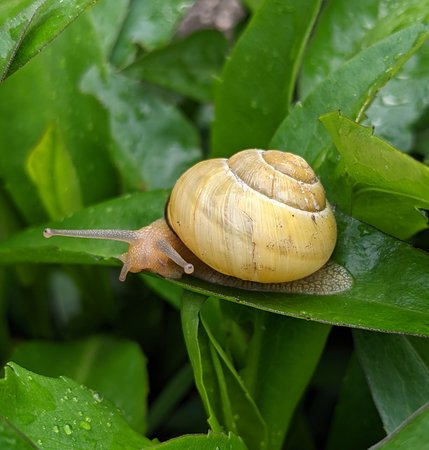 Schnecke PXL_20210515_064918274~2.jpg