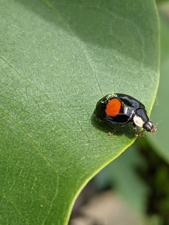 Marienkäfer vor dem Abgrund PXL_20210523_110404278.jpg