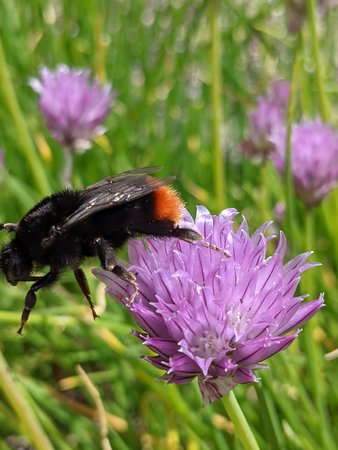 Hummel am Abgrund PXL_20210523_105544925.jpg