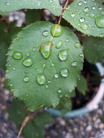 2021-06-04_04_Terrassenpflanzen-nach-dem-Regen_02.jpg