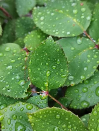 2021-06-04_04_Terrassenpflanzen-nach-dem-Regen_05.jpg