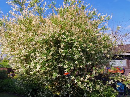 21-06_Die-Pflanzen-in-Nachbars-Garten-explodieren-geradezu_05.jpg