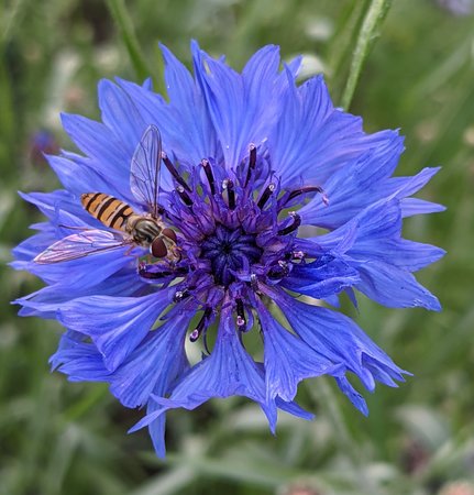 Hainschwebfliege in Kornblume PXL_20210617_184538673~2.jpg