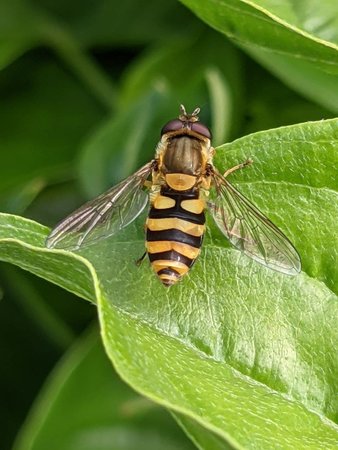 Schwebfliege photo_2021-06-26_12-22-24.jpg